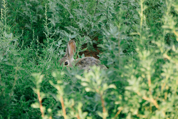 Rabbit hides very nicely in the grass
