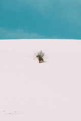 white sand dune and palm trees