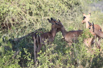 Photo Taken in Kruger National Park
