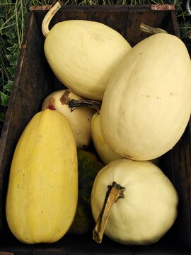 courges spaghettis jaunes lot de citrouilles jaunes dans un bac en bois 