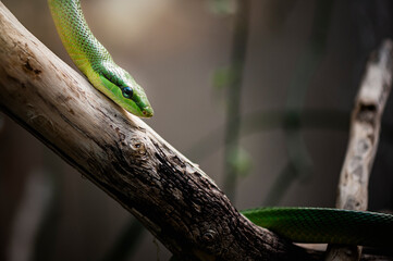 Portrait d'un serpent mamba vert