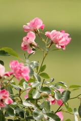 Pink roses on a green background