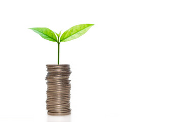 Fototapeta na wymiar business financial planning concept. row of coins stack with green plant growth up on white background. money management sustainable savings. success investment.