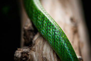 Close up sur le corps d'un serpent mamba vert 