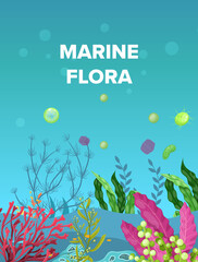 Sea underwater marine background. Marine sea bottom with aqua plants, coral reef underwater seaweed plants, ocean plants, algae, laminaria, sea moss tropical sea plant. Underwater life