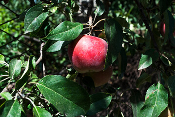 
Red apples on a branch. Photo of the nature, harvesting.