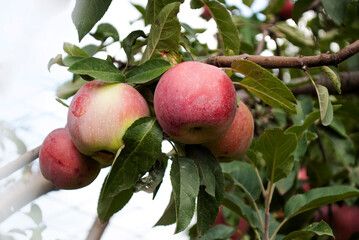 
Red apples on a branch. Photo of the nature, harvesting.