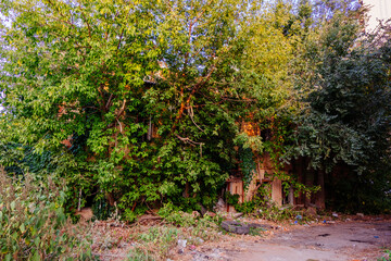 Old abandoned overgrown houses in ghost town