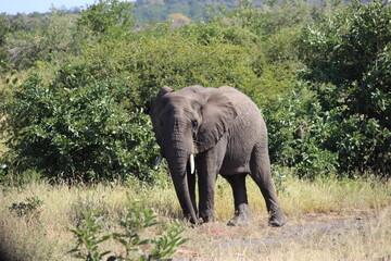 Fototapeta premium Photo Taken in Kruger National Park