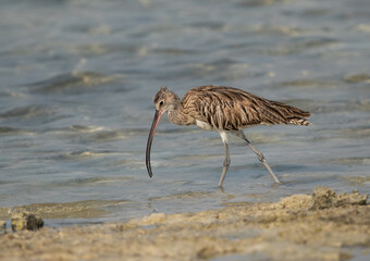Portrait of a Eurasian curlew at Busiateen coast, Bahrain