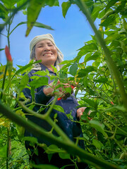 A middle aged Asian woman farmer was smiling while happily harvesting the peppers she planted on her farm.