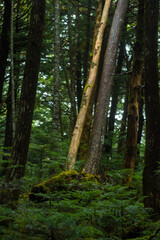 forest in the moss trail