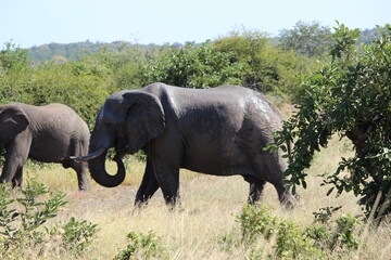 Photo Taken in Kruger National Park