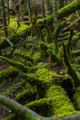 Fototapeta premium forest in the moss trail