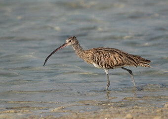 Eurasian curlew at Busiateen coast, Bahrain
