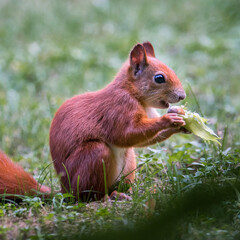 Eichhörnchen im Herbst mit Haselnuss auf Baum