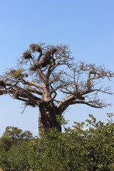 Photo Taken in Kruger National Park