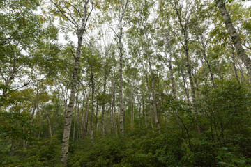 path in the white birch forest