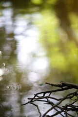 Racine arbre qui vont dans l'eau d'un ruisseau ou rivière - Forêt humide nature reflet arrière-plan fond d'écran