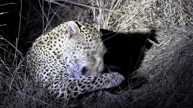 A leopardess grooming at night under the bright spotlight of a safari tour.