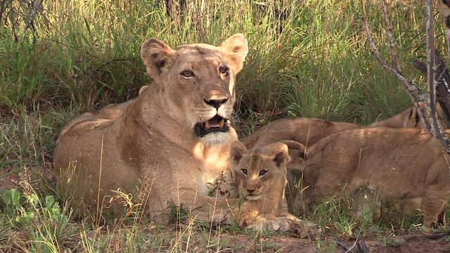 Adorable scene of a lioness with her cubs.