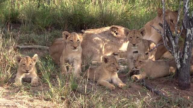 Lionesses and their cubs in the wild while the curious cubs look at the camera.