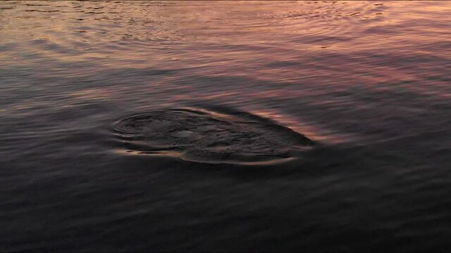 Very low altitude aerial view HD 2 dolphins emerging at dusk x0,8 speed in Bueu Pontevedra Galicia
