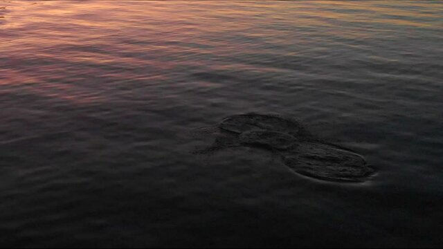 Very low altitude aerial view HD 2 dolphins jumping at dusk x0,8 speed in Bueu Pontevedra Galicia