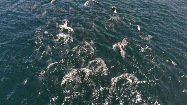 Pod of common dolphins at high speed, slow motion x0,4