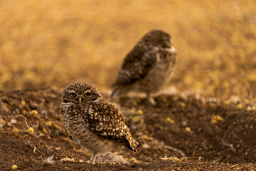 Lechuza Argentina, la foto fue sacada en su nido, vive en la zona central de Argentina, Cordoba