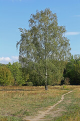 Single standing birch in autumn