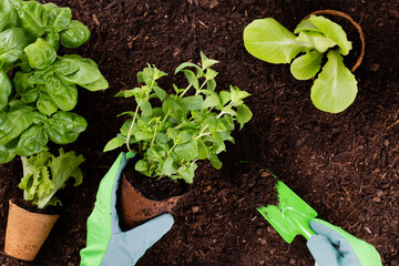 Woman planting young seedlings of lettuce salad in the vegetable garden