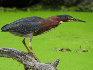 Green Heron Bird on Log in Algae Pond Hunting for Fish for Food