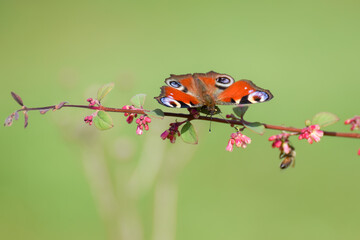 European peacock (aglais io) butterfly with smooth blurry background