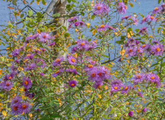 Bush full of blooming purple aster flowers with orange and green foliage in sunshine river in background