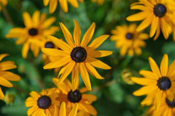 Bright flowerbed in the city Moscow in hot summer day. Rudbeckia - a plant genus in the Asteraceae or composite family. Natural floral background.
