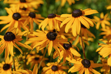 Bright flowerbed in the city Moscow in hot summer day. Rudbeckia - a plant genus in the Asteraceae or composite family. Natural floral background.
