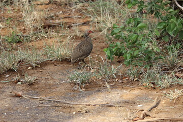 Photo Taken in Kruger National Park