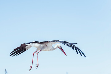 Portrait d'une cigogne blanche en vol
