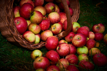 Apple harvest background, wicker basket on green wet grass after rain. Spilled apples from a basket lying on the grass. Selective focus