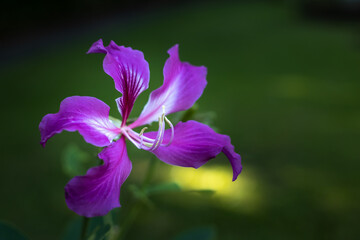 Close up of beautiful tropical flower in the garden. Purple flower blossom. Beautiful nature background. Selective focus. Bali