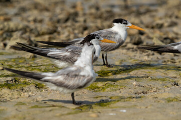 Greater Crested Terns at Busaiteen coast, Bahrain. Selective focus in the middle