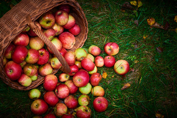 Apple harvest background, wicker basket on green wet grass after rain. Spilled apples from a basket lying on the grass. Selective focus