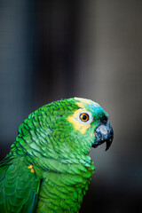 Portrait d'un joli perroquet perruche aux plumes vertes