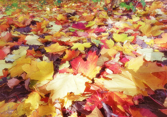 fallen bright autumn maple leaves in the sunlight