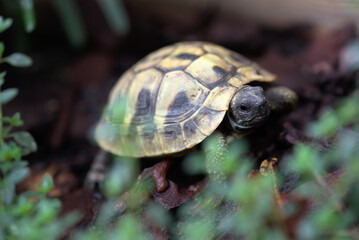 Tortue Hermanni Boettgeri de 3 ans avant hibernation