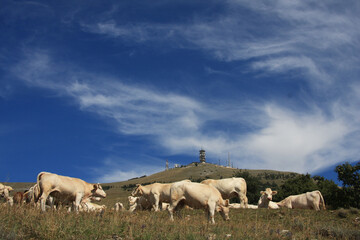 Obraz premium bestiame