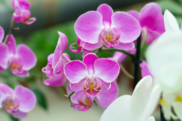 Naklejka na ściany i meble Branch of purple orchid flower phalaenopsis in tropical garden