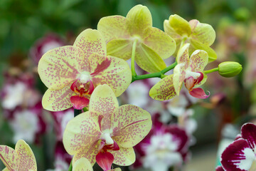 Branch of yellow orchid flower in greenhouse or tropical garden