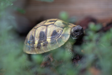 Tortue Hermanni Boettgeri de 3 ans avant hibernation